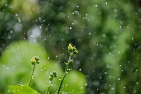 雨中花苞微距與晶瑩雨絲 封面