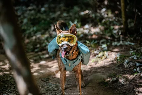 山林步道健行與裝備登山犬 封面